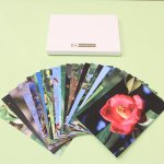 画像: FE2)花写真カードボックス